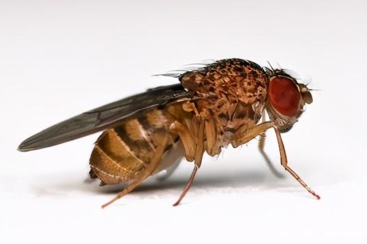 【虫害预警】小小果蝇真的“人畜无害”吗？